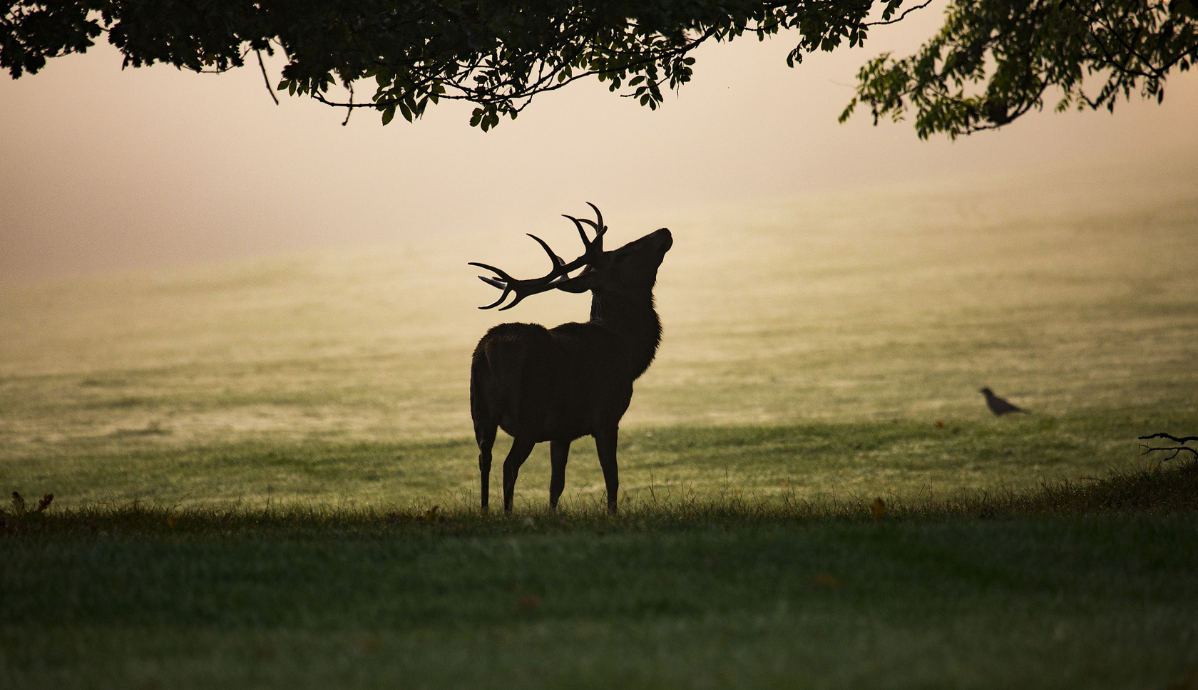 Een edelhert staat in de schemer onder een boom