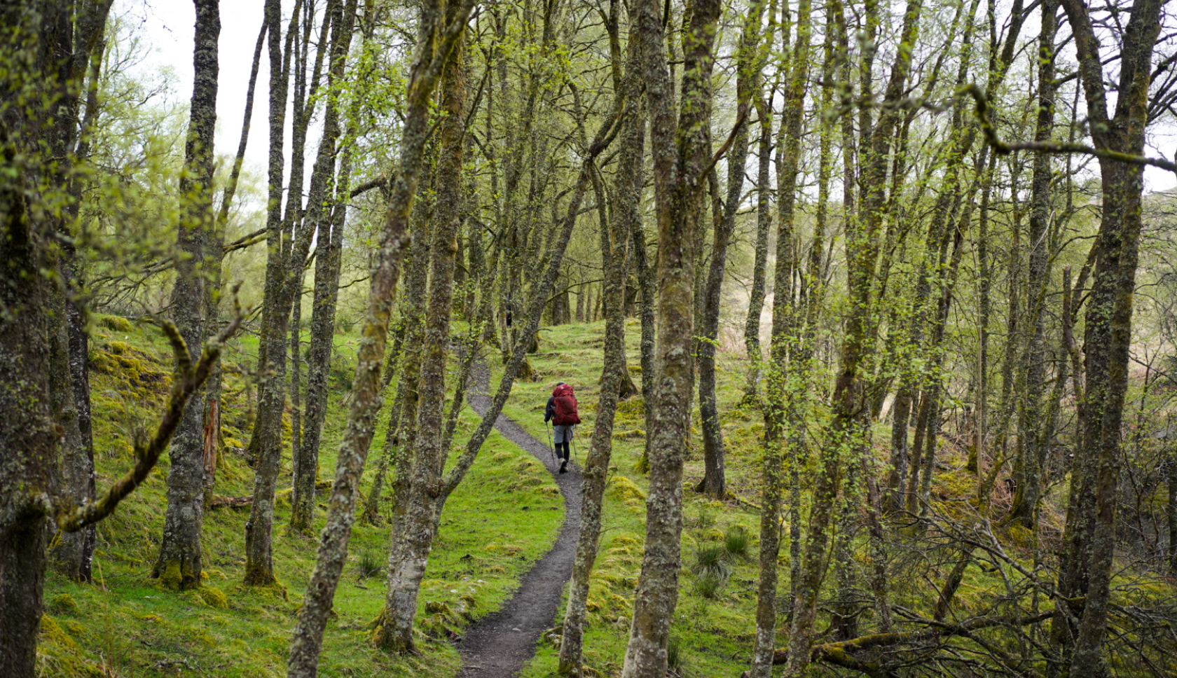 wandelaar wandelt door bebost gebied