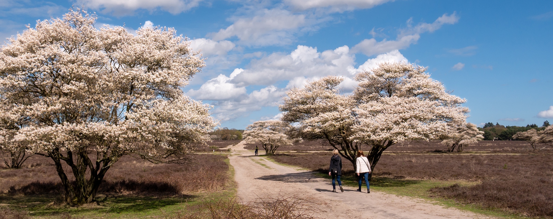 De mooiste lentewandelingen volgens de boswachter